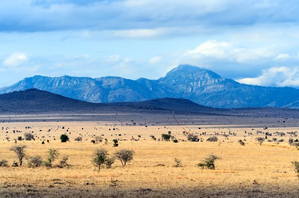 Baum in der Savanne von Tsavo — Stockfoto