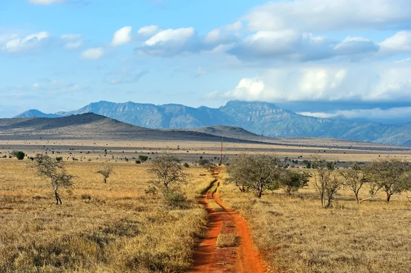 Ağaç Tsavo Savannah — Stok fotoğraf