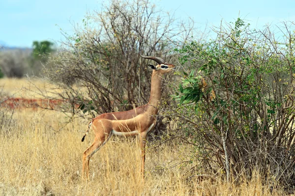 Gacela africana gerenuk —  Fotos de Stock