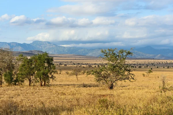 Träd i savannen i Tsavo — Stockfoto