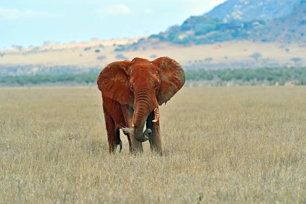 Éléphants d'Afrique dans la savane — Photo