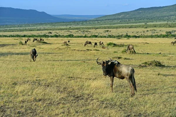 Gnuer i savannen — Stockfoto