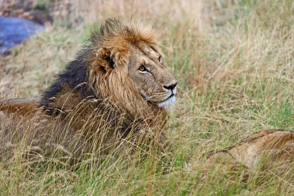 Portrét mladého lva — Stock fotografie
