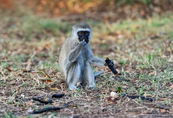 Aap eet zaden — Stockfoto