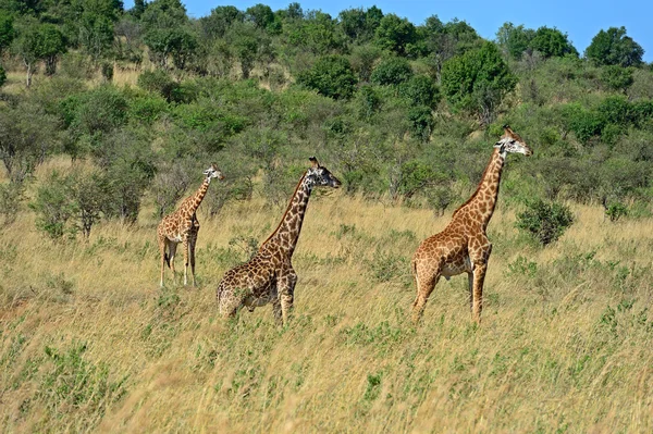 Girafa na savana africana — Fotografia de Stock