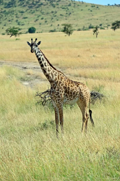 Žirafa v africké savaně — Stock fotografie