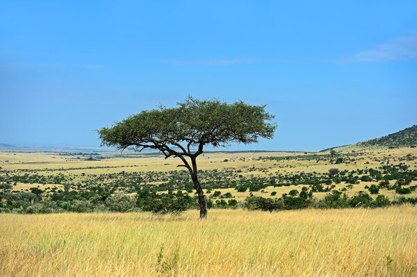 The tree in the African savanna