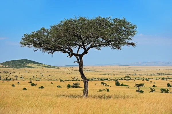 Der Baum in der afrikanischen Savanne — Stockfoto