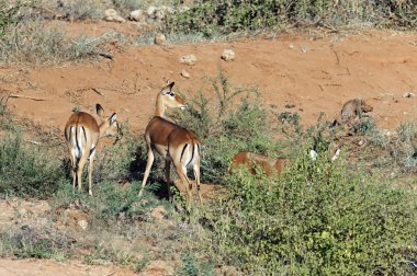 Impala ceylan Kenya