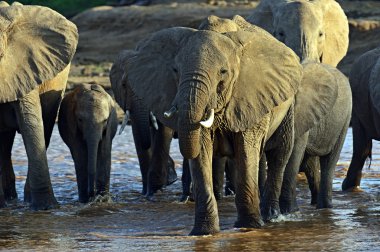 Savannah Afrika filleri