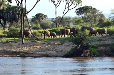 Savannah Afrika filleri