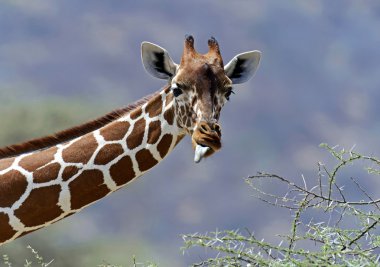 Savannah Afrika zürafa