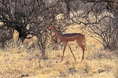 Afrika gerenuks ceylan