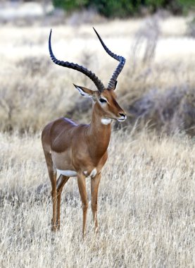 Impala gazelle in Africa clipart