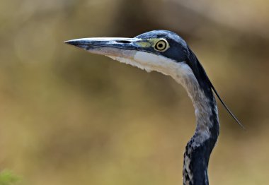 Heron Afrika savana