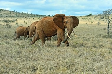 Savannah Afrika filleri