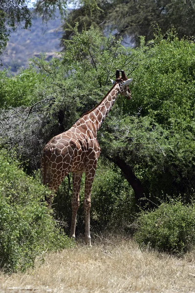 Girafas africanas na savana — Fotografia de Stock
