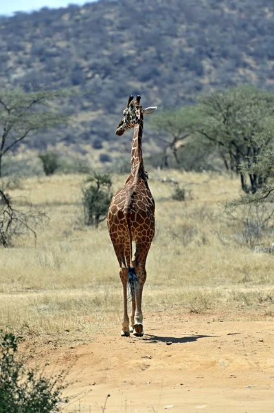 Африканские жирафы в саванне — стоковое фото