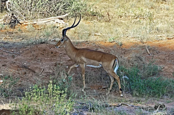 Impala gasell i savannen — Stockfoto