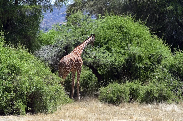 Savannah Afrika zürafa — Stok fotoğraf