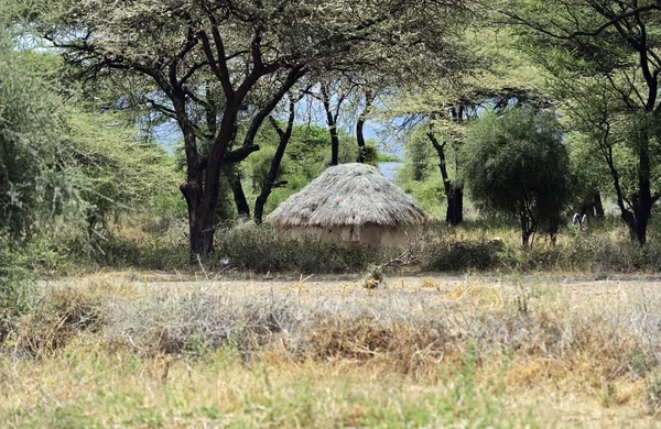 Trädkoja i Savannah — Stockfoto