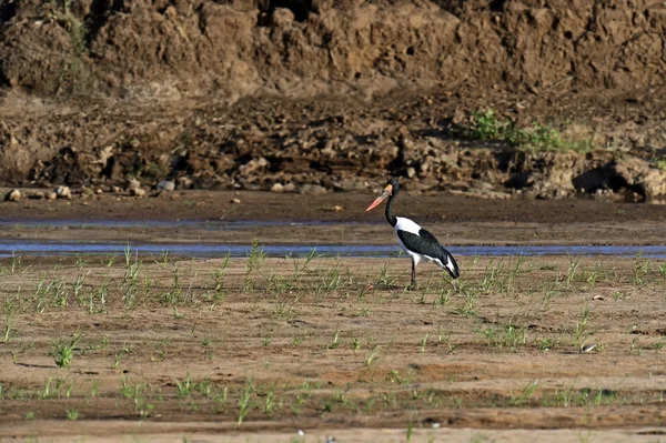 Yellow billed stork — Stock Photo, Image