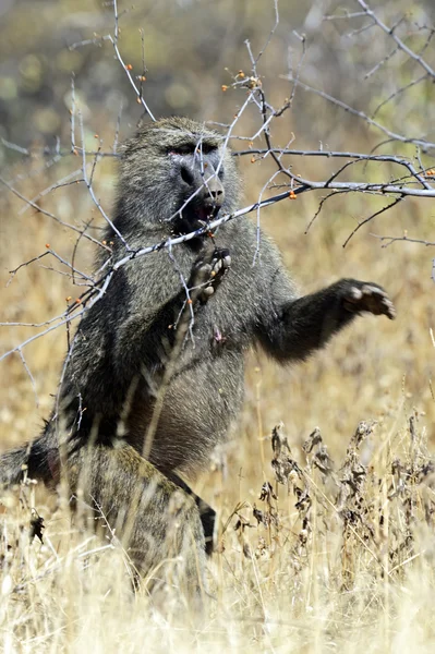 Baboons in the savannah — Stock Photo, Image