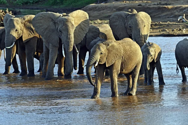 Éléphants d'Afrique dans la savane — Photo