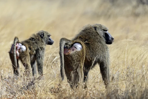 Baboons in Kenya — Stock Photo, Image