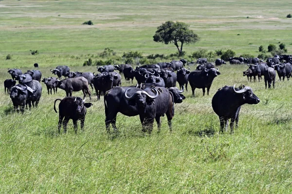 Búfalo africano en Kenia —  Fotos de Stock