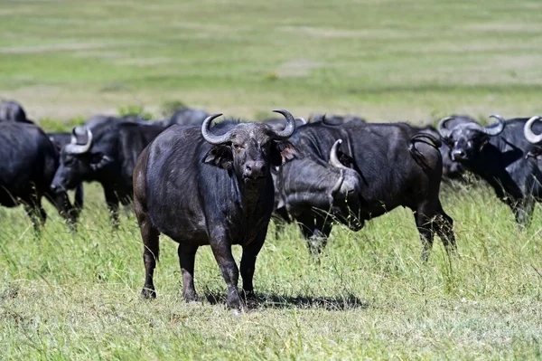 African Buffalo in Kenya — Stock Photo, Image