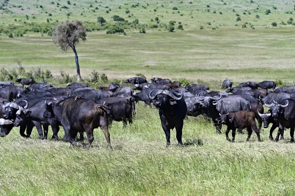 Afrikanische Büffel in Kenia — Stockfoto
