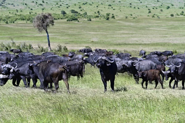 Buvol africký v Keni — Stock fotografie