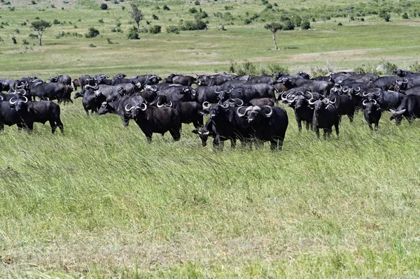 African Buffalo in Kenya — Stock Photo, Image