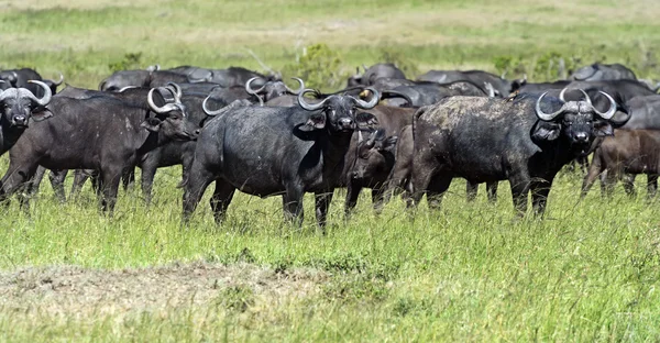 Afrikanische Büffel in Kenia — Stockfoto