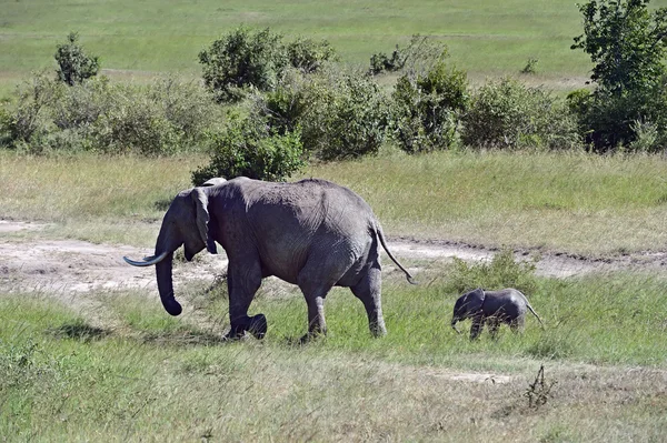 Οι αφρικανικοί ελέφαντες στην Κένυα — Φωτογραφία Αρχείου