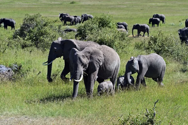 Elefantes africanos em África — Fotografia de Stock