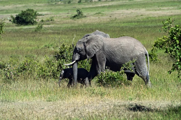 Elefanti africani in Africa — Foto Stock