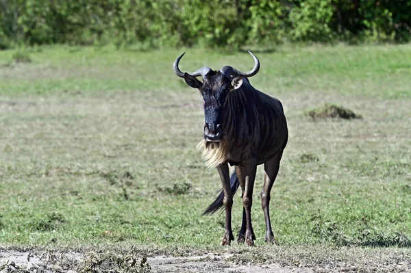 El ñus en la sabana —  Fotos de Stock