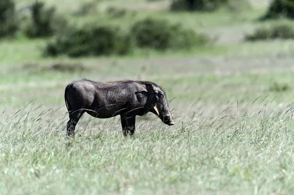 Wild Boar in the savannah — Stock Photo, Image