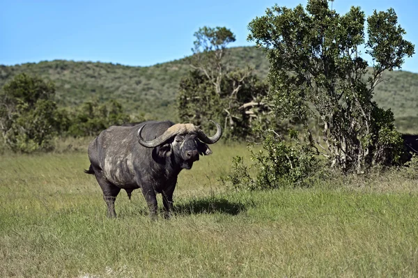 Buffaloes en el Masai Mara —  Fotos de Stock