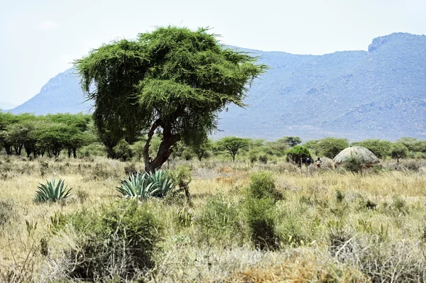 African tree in Kenya — Stock Photo, Image