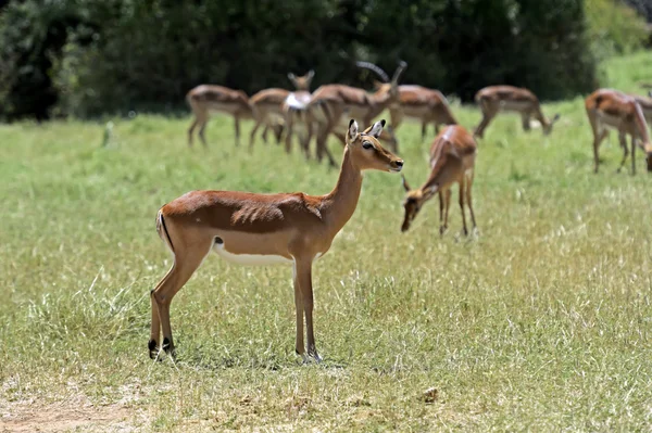 Impala gazelle in de savanne — Stockfoto