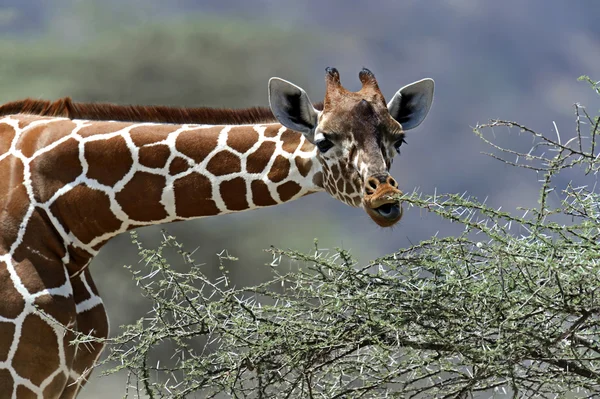 Giraffa nella savana — Foto Stock