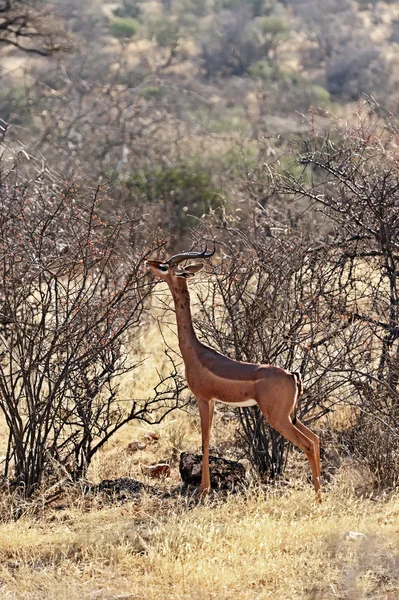 Gerenuks 瞪羚在非洲 — 图库照片