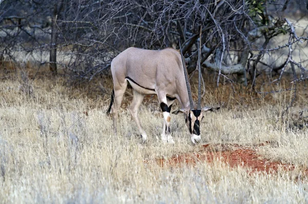 アフリカの oryx gazella — ストック写真