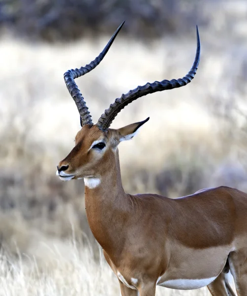 Gazelle Impala z Afryki — Zdjęcie stockowe