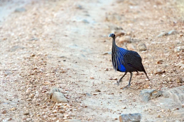 Guineafowl vulturino en África —  Fotos de Stock