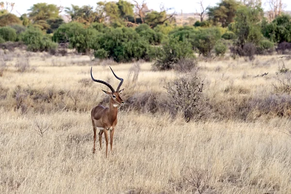 Impala gazela v Africe — Stock fotografie