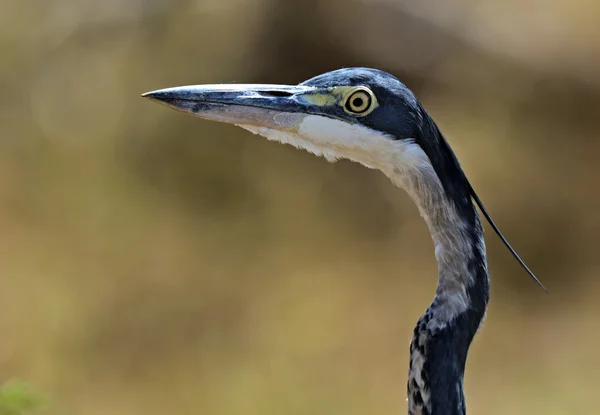 Heron the African savannah — Stock Photo, Image